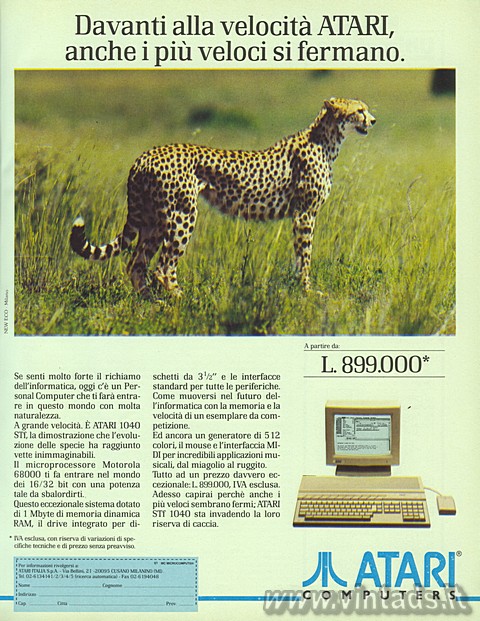 leopardo